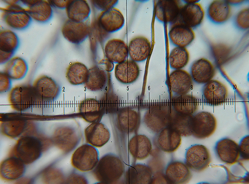 Diderma floriforme ?